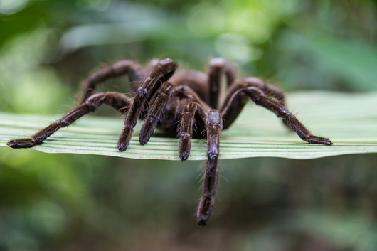 spinnengift gegen reizdarm